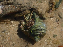 Clibanarius taeniatus