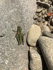 Sigaus australis