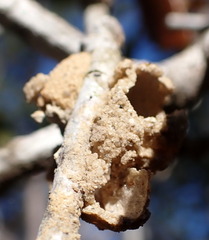 Disholcaspis quercusvirens