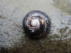 Chlorodiloma odontis