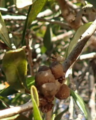 Disholcaspis quercusvirens