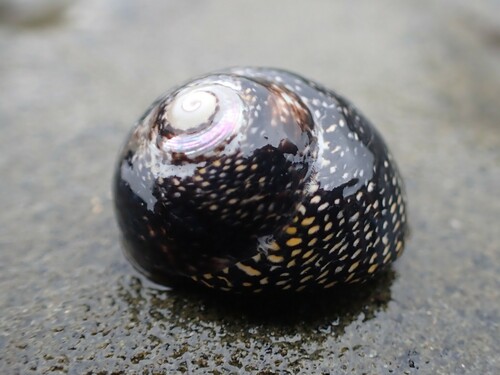 Chlorodiloma odontis (W.Wood, 1828)