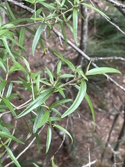 Olearia argophylla