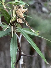Olearia argophylla