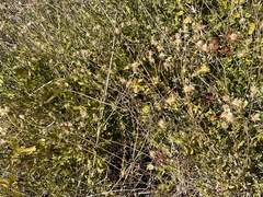 Bebbia atriplicifolia