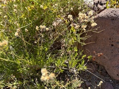 Bebbia atriplicifolia