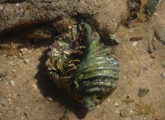 Clibanarius taeniatus