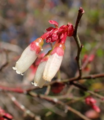 Vaccinium elliottii