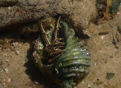 Clibanarius taeniatus