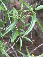 Olearia argophylla