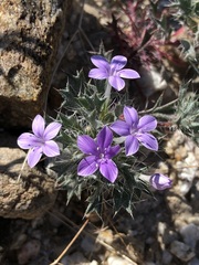 Langloisia setosissima setosissima