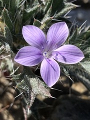 Langloisia setosissima setosissima