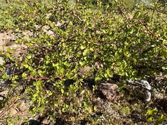 Bursera epinnata