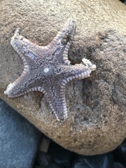 Astropecten verrilli