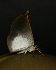 Cyphoedma transvolutata