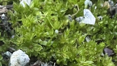 Funaria hygrometrica