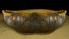 Cyphoedma transvolutata