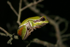 Hyla andersonii