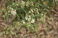Olearia viscidula