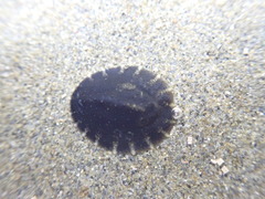 Onchidella nigricans