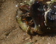 Clibanarius taeniatus