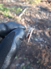 Enchophora sanguiflua