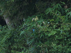 Halcyon smyrnensis perpulchra