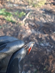 Enchophora sanguiflua