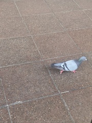 Columba livia domestica