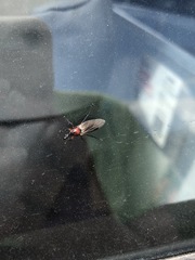 Dilophus nigrostigma