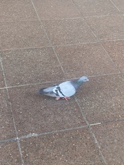 Columba livia domestica