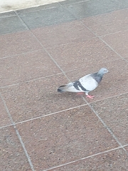 Columba livia domestica