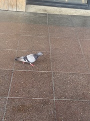 Columba livia domestica