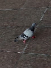 Columba livia domestica