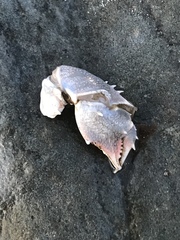 Blepharipoda occidentalis