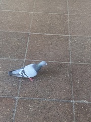 Columba livia domestica