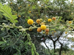 Vachellia macracantha
