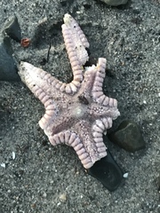 Astropecten armatus