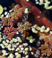 Azolla caroliniana