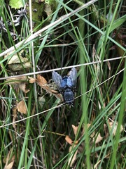 Calliphora quadrimaculata