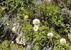Perityle crassifolia