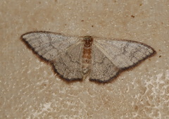 Idaea coercita