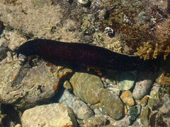 Holothuria leucospilota