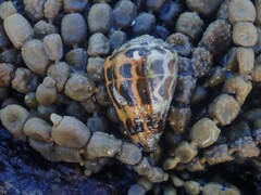 Conus ebraeus