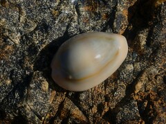 Monetaria annulus