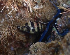 Engina zonalis