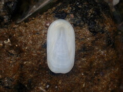 Scutus