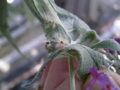 Scolypopa
