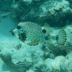 Lactophrys triqueter