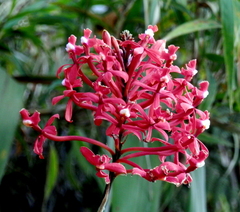 Epidendrum secundum